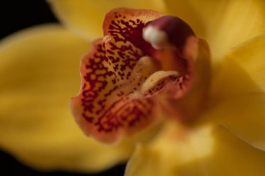 Çiçeğin içine odaklan sarı orkideler, tarlanın sığ derinliğine dikkat et