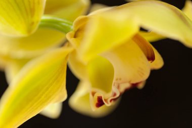 Siyah arkaplanda sarı orkideler, alanın sığ derinliğine dikkat edin