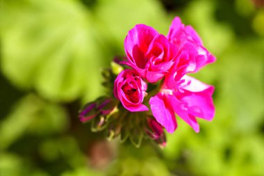 Yeşil arka planda güzel pembe çiçek, derin tarlanın derinliğine dikkat edin.
