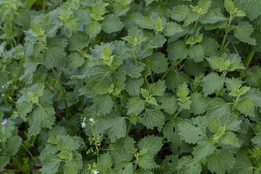 Genç yeşil bahar yaprakları doğada, dikkat edin sığ alan derinliği