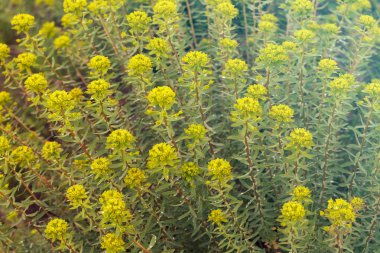 Sarı fışkırmalar doğada çiçek açmadan önce, yüzeysel alan derinliğine dikkat edin.