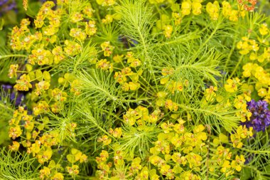 Sarı Spurges doğada, dikkat edin sığ alan derinliği