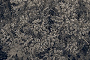 Sarı Spurges doğada, dikkat edin sığ alan derinliği