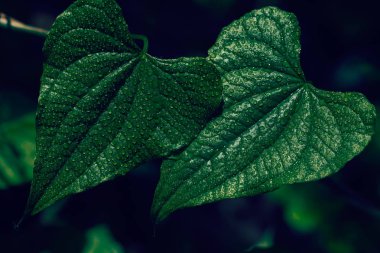 Genç yeşil bahar yaprakları doğada, dikkat edin sığ alan derinliği