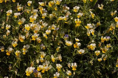 Yeşil çimlerin üzerinde vahşi beyaz menekşeler, dikkat edin sığ alan derinliği