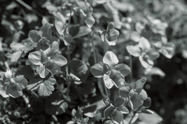 Vahşi menekşe türleri, yüzeysel alan derinliğine dikkat edin.