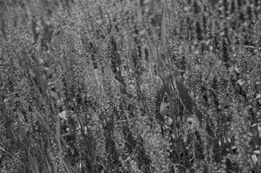 Çayırda bir sürü çiçek var. Sığ tarlaların derinliğine dikkat edin.