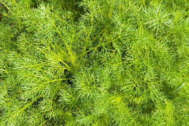 Yerdeki uzun yeşil bitkiler, sığ alan derinliğine dikkat edin.