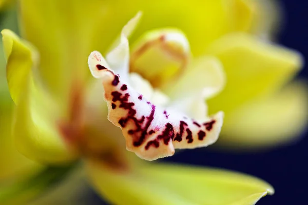 Orchid Χλωμό Κίτρινο Χρώμα Κόκκινες Λεπτομέρειες Σημειώστε Ρηχό Βάθος Πεδίου — Φωτογραφία Αρχείου