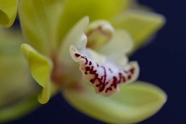 Orchid Χλωμό Κίτρινο Χρώμα Κόκκινες Λεπτομέρειες Σημειώστε Ρηχό Βάθος Πεδίου — Φωτογραφία Αρχείου