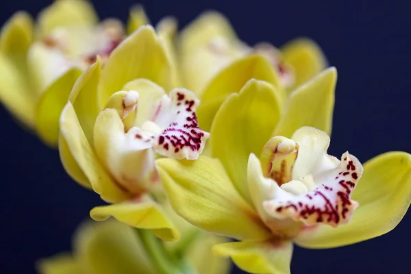 Orchidée Couleur Jaune Pâle Avec Des Détails Rouges Note Faible — Photo