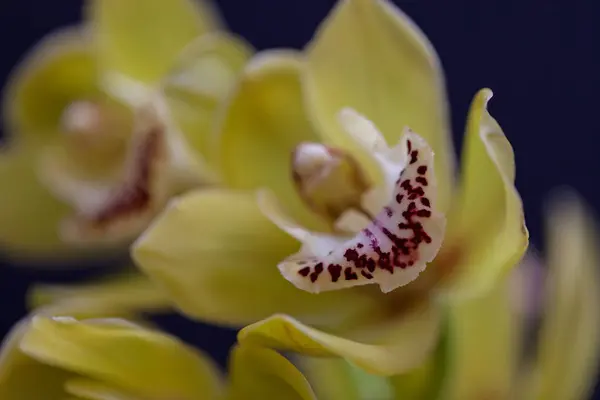 Orquídea Color Amarillo Pálido Con Detalles Rojos Nota Poca Profundidad — Foto de Stock