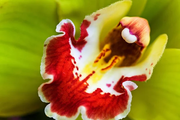 Orquídea Color Verde Pálido Con Detalles Rojos Nota Poca Profundidad — Foto de Stock