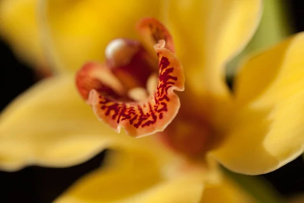 Concentrer Sur Intérieur Fleur Orchidées Jaunes Noter Faible Profondeur Champ — Photo