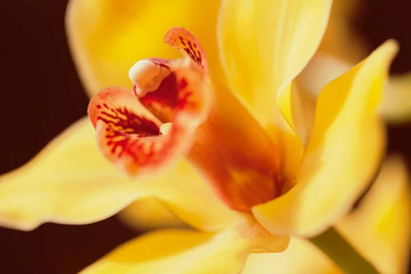 Foco Interior Las Orquídeas Amarillas Flor Nota Profundidad Superficial Del — Foto de Stock