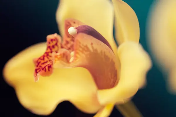 Yellow Orchids Black Background Note Shallow Depth Field — Stock Photo, Image