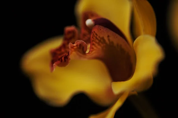 Жовті Орхідеї Чорному Тлі Зверніть Увагу Невелику Глибину Різкості — стокове фото