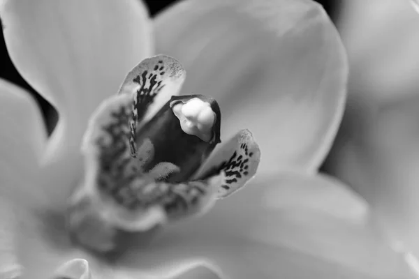 Foco Interior Las Orquídeas Amarillas Flor Nota Profundidad Superficial Del — Foto de Stock