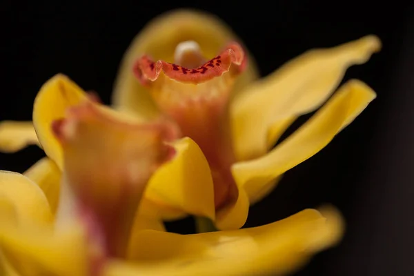 Żółte Orchidee Czarnym Tle Uwaga Płytka Głębia Ostrości — Zdjęcie stockowe