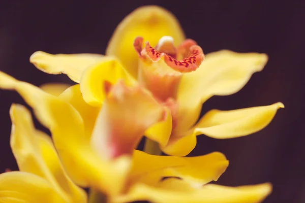 Orquídeas Amarillas Fondo Negro Nota Poca Profundidad Campo — Foto de Stock