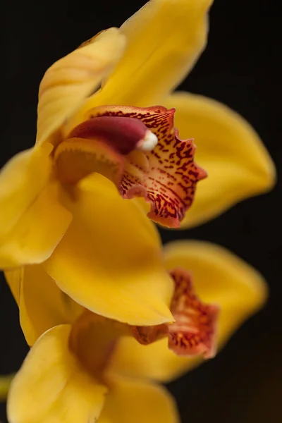 Orquídeas Amarelas Fundo Preto Observe Profundidade Rasa Campo — Fotografia de Stock