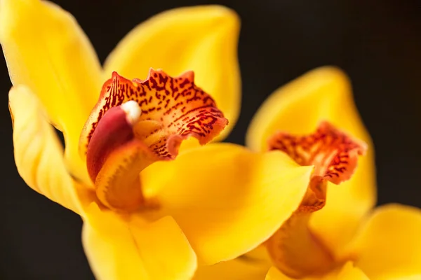 Orquídeas Amarelas Fundo Preto Observe Profundidade Rasa Campo — Fotografia de Stock