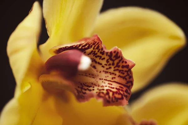 Foyer Intérieur Fleur Orchidées Jaunes Note Faible Profondeur Champ — Photo