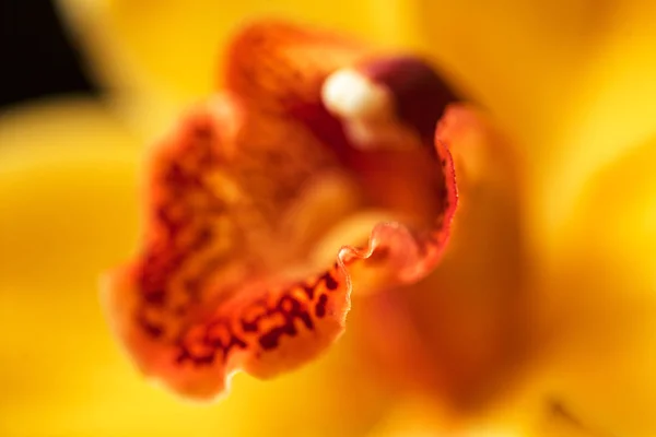 Foco Dentro Las Orquídeas Amarillas Flor Nota Profundidad Superficial Del — Foto de Stock