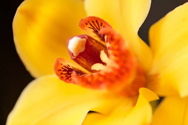 Εστίαση Στο Εσωτερικό Του Λουλουδιού Κίτρινες Ορχιδέες Σημειώστε Ρηχό Βάθος — Φωτογραφία Αρχείου
