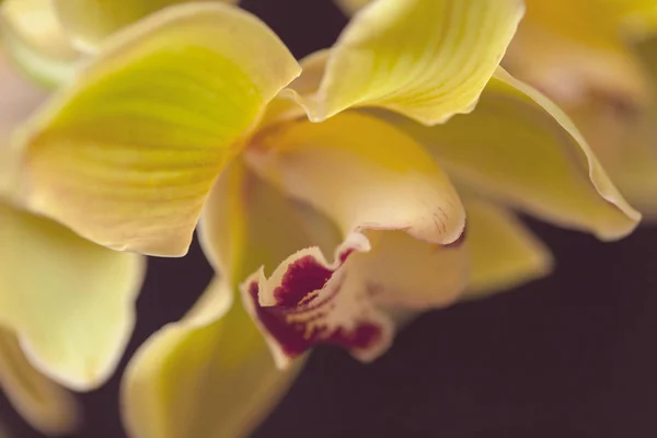 Orchidées Jaunes Sur Fond Noir Note Faible Profondeur Champ — Photo
