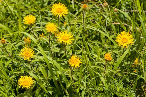 Çimenlerdeki sarı kır çiçeği, tarlanın sığ derinliğine dikkat et.