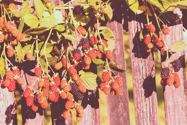 Rode Zwarte Bramen Natuur Ondiepe Velddiepte Noteren — Stockfoto