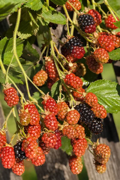 Moras Rojas Negras Naturaleza Nota Poca Profundidad Campo —  Fotos de Stock