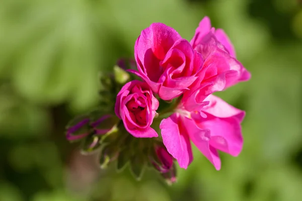 Beautiful Pink Flower Green Background Note Shallow Depth Field — Stock Photo, Image