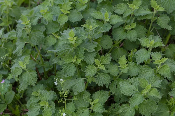 Genç yeşil bahar yaprakları doğada, dikkat edin sığ alan derinliği