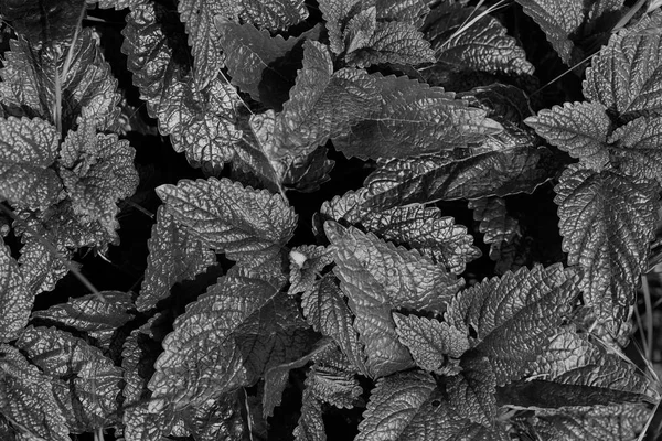 Hojas Verdes Plantas Silvestres Nota Poca Profundidad Campo —  Fotos de Stock