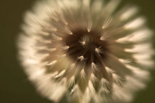 Abstrakcja Biały Dandelion Ciemnym Ciemnym Tle Uwaga Płytkiej Głębi Ostrości — Zdjęcie stockowe