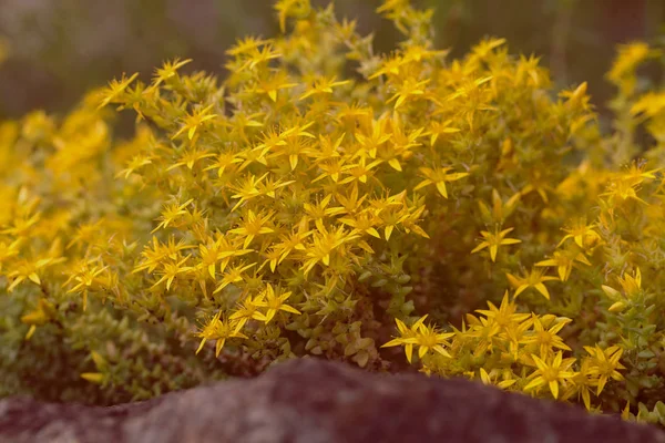 Pierre Jaune Sur Pierre Dans Nature Note Faible Profondeur Champ — Photo