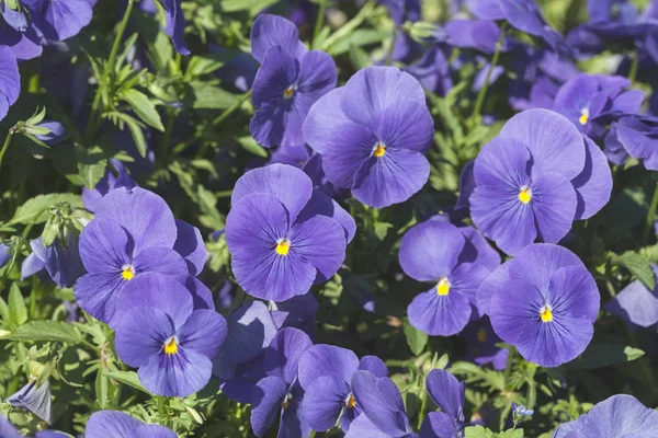 Vahşi menekşe türleri, yüzeysel alan derinliğine dikkat edin.