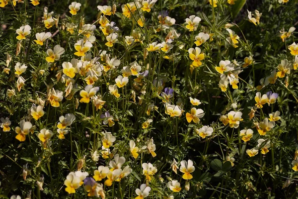 Yeşil çimlerin üzerinde vahşi beyaz menekşeler, dikkat edin sığ alan derinliği