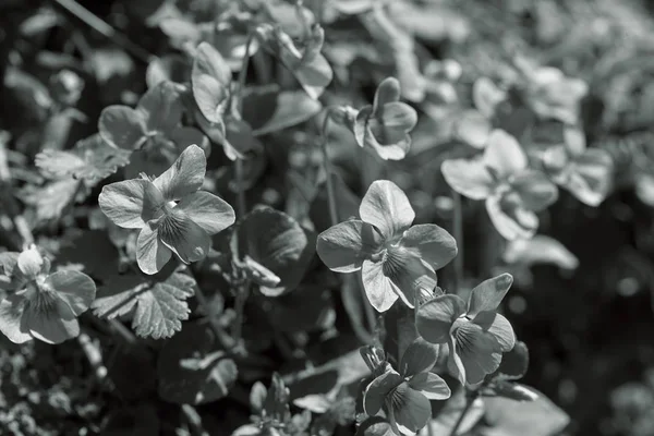 Vahşi menekşe türleri, yüzeysel alan derinliğine dikkat edin.