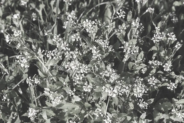 Hoge Planten Met Kleine Witte Bloemen Het Veld Noteer Ondiepe — Stockfoto