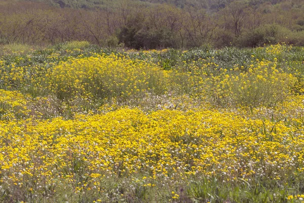Not alan sığ derinliği çayırda çiçek çeşitleri