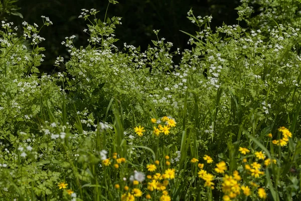Not alan sığ derinliği çayırda çiçek çeşitleri