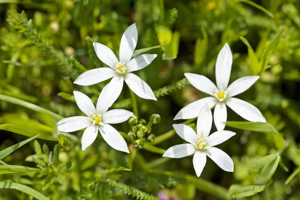 Rodzaje Białych Małych Kwiatów Łące Zauważyć Płytkiej Głębokości Pola — Zdjęcie stockowe