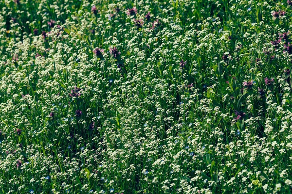 Arten Von Blumen Auf Der Wiese Beachten Sie Die Geringe — Stockfoto