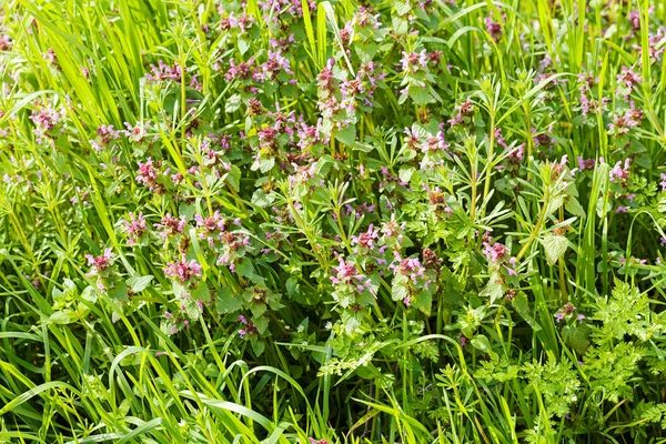 Çayırda bir sürü çiçek var. Sığ tarlaların derinliğine dikkat edin.