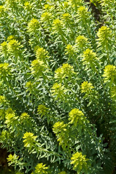 Petites Fleurs Jaunes Sur Prairie Note Faible Profondeur Champ — Photo