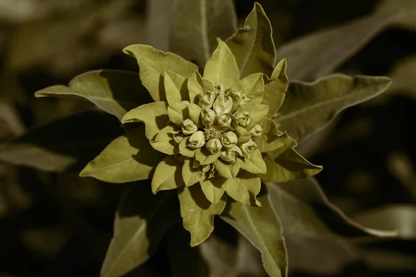 Niezwykłe Dziki Zielony Kwiat Ciemnym Tle Zauważyć Płytkiej Głębokości Pola — Zdjęcie stockowe