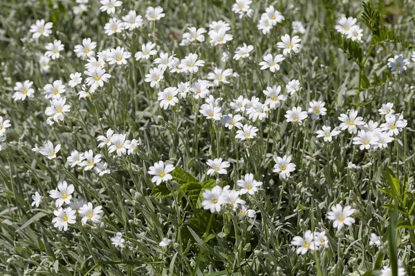 Kinds White Small Flowers Meadow Note Shallow Depth Field — 스톡 사진